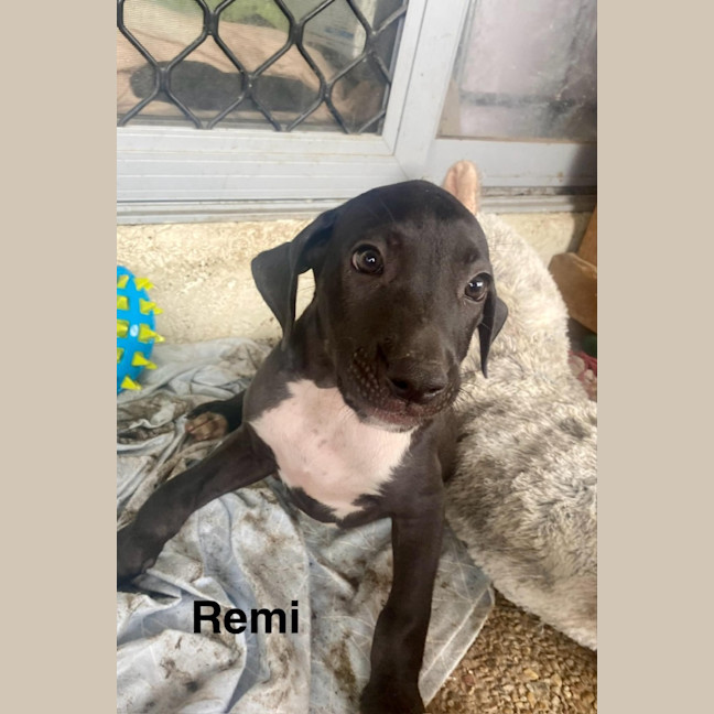 Photo of Remi