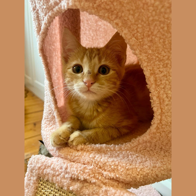 Photo of Paddington