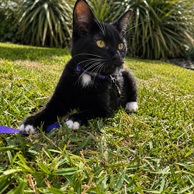 Photo of Levi