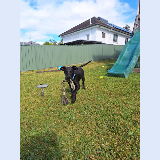Photo of Buddy   7 Month Old Kelpie X
