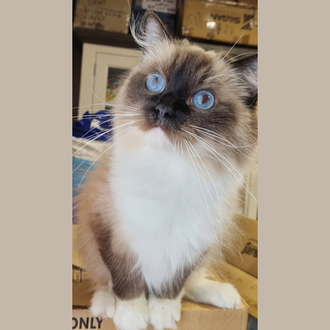 Photo of Piper