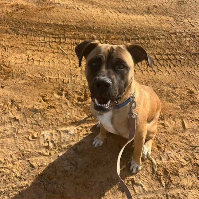 Photo of Dusty