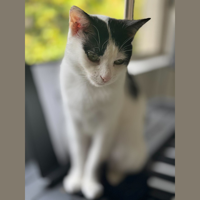 Photo of Ariana Grande