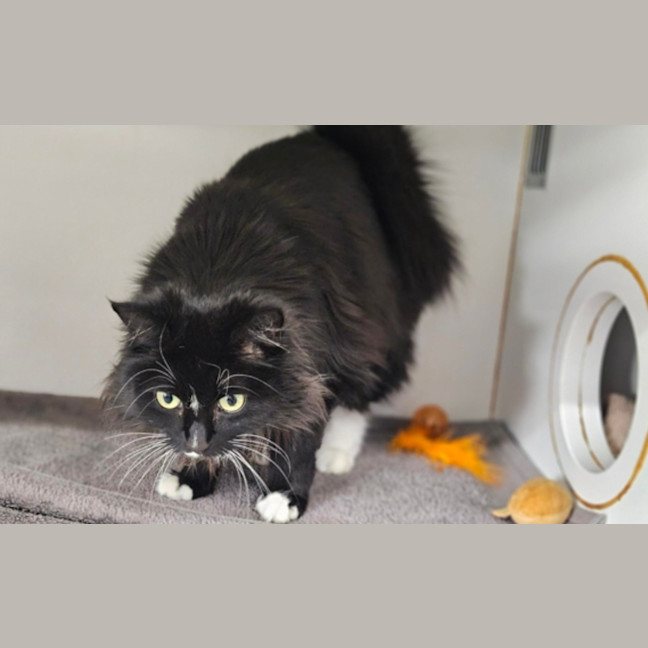 Photo of Penny