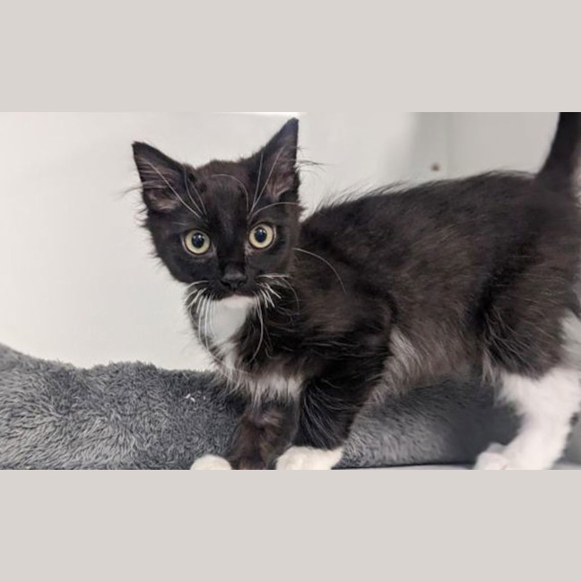 Photo of Lucky