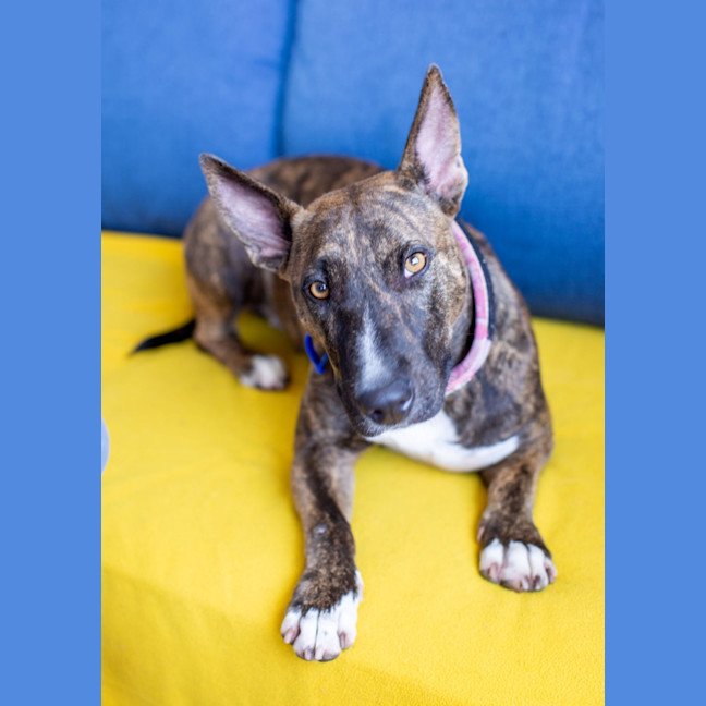 Photo of Pepper   2 Year Old Staffy X