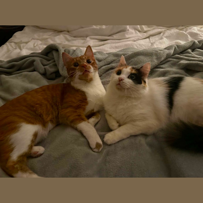 Photo of Misty