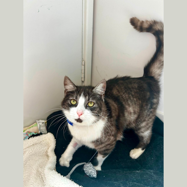 Photo of Kitty Witty   11 Month Old Domestic Short Hair