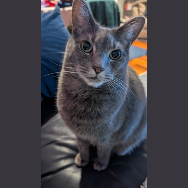Photo of Chicken