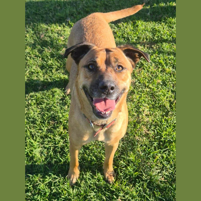 Photo of Dash
