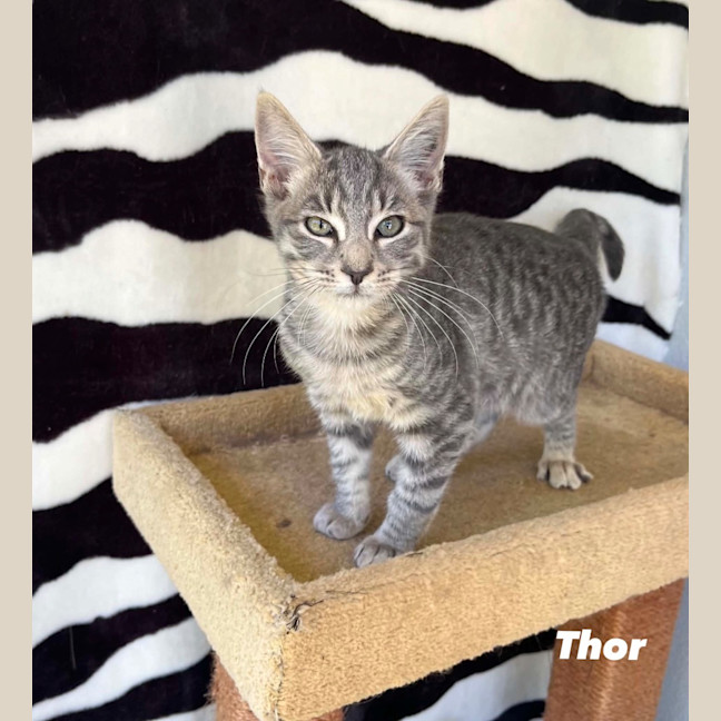 Photo of Thor