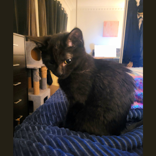 Photo of Twinkle Moo