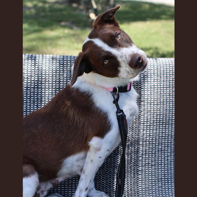 Photo of Cookie