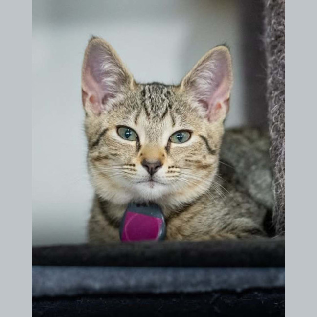 Photo of Rosie