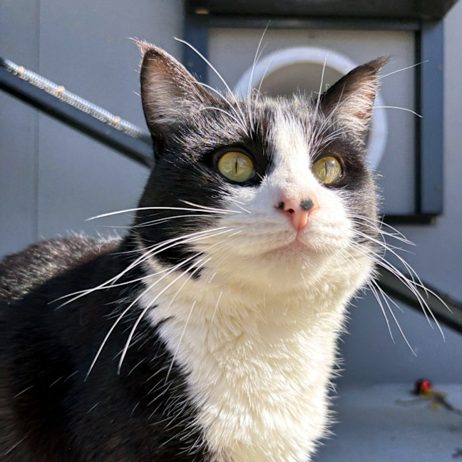 Photo of Hondo Sta013298