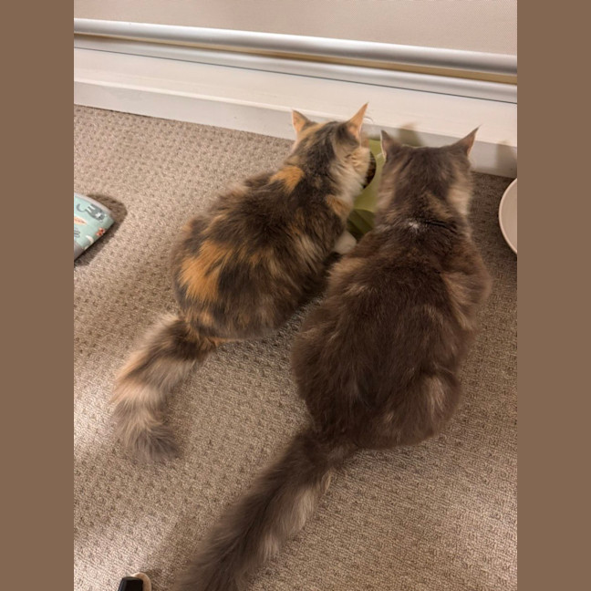 Photo of Mochi & Duman