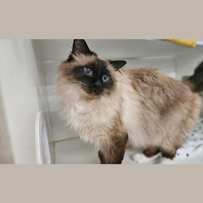 Photo of Romeo