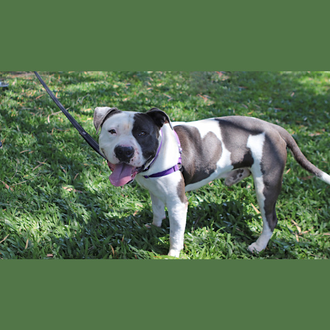 Photo of Otis