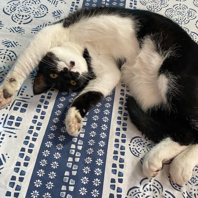 Photo of Panda