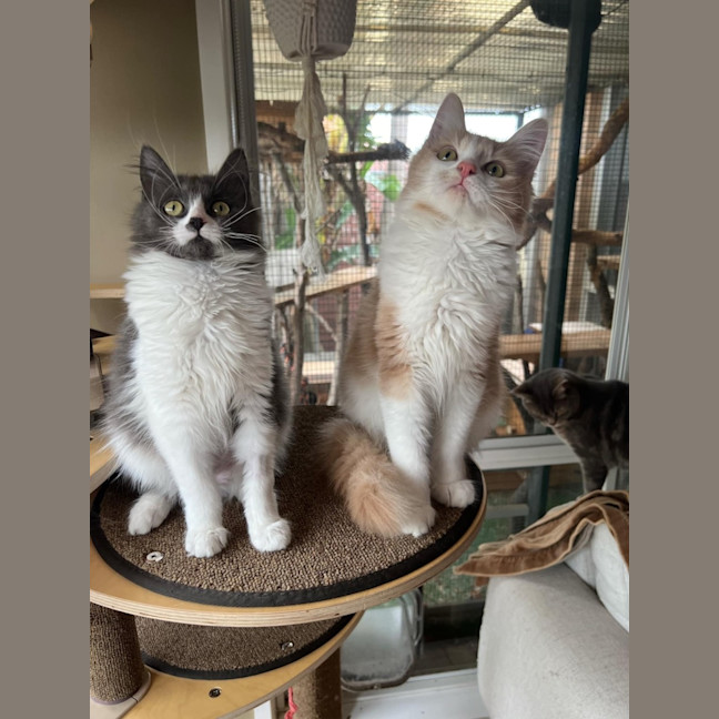 Photo of Angus & Fox