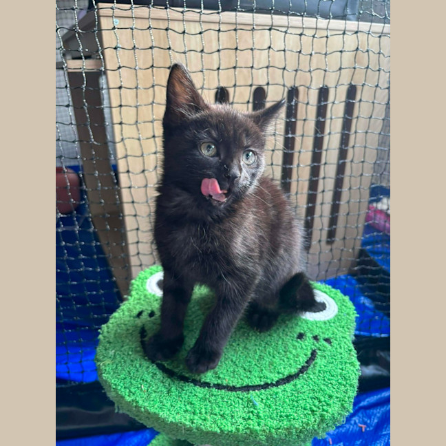 Photo of Blackcurrant 