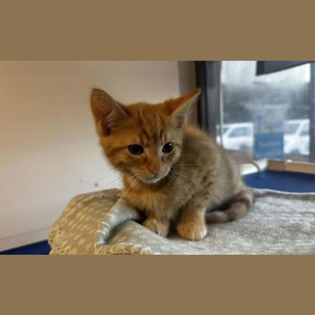 Photo of Gingy