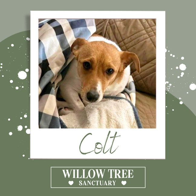 Photo of Colt