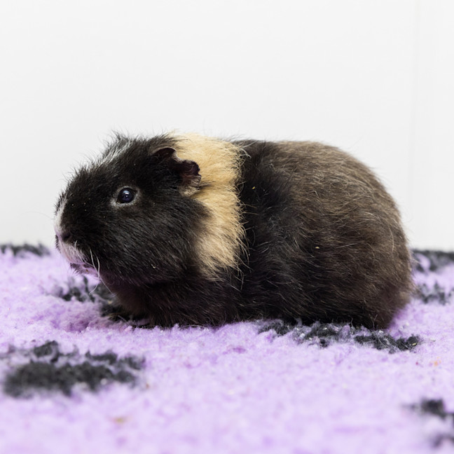 Photo of Bobby Dazzler