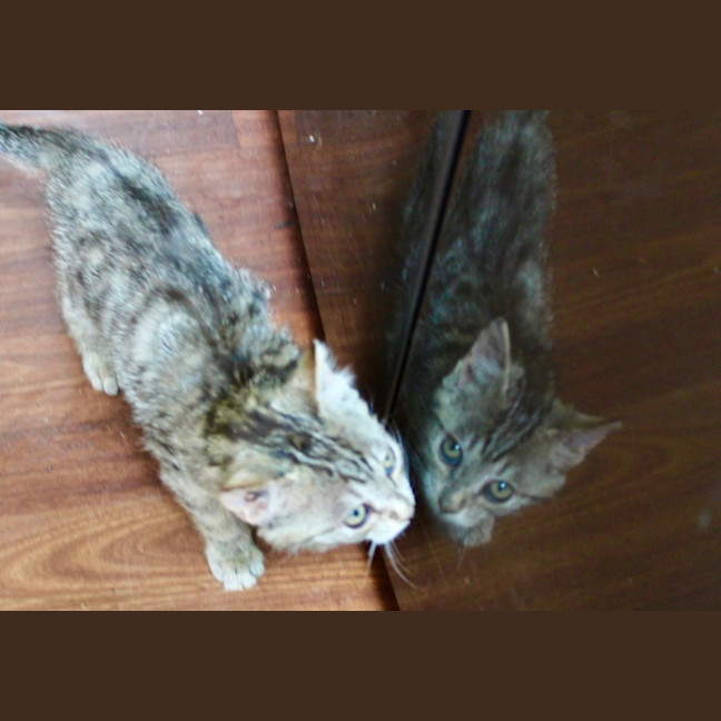Photo of Rusty