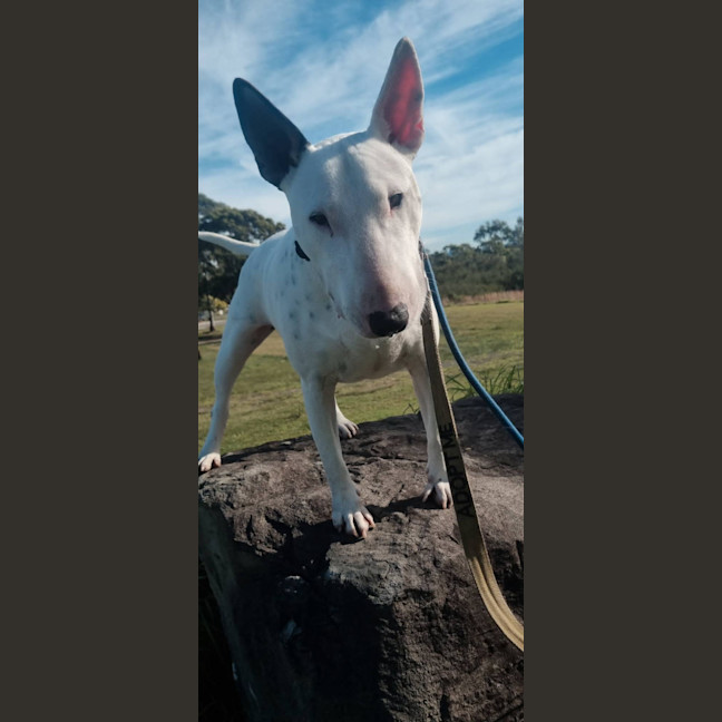 Photo of Brutus