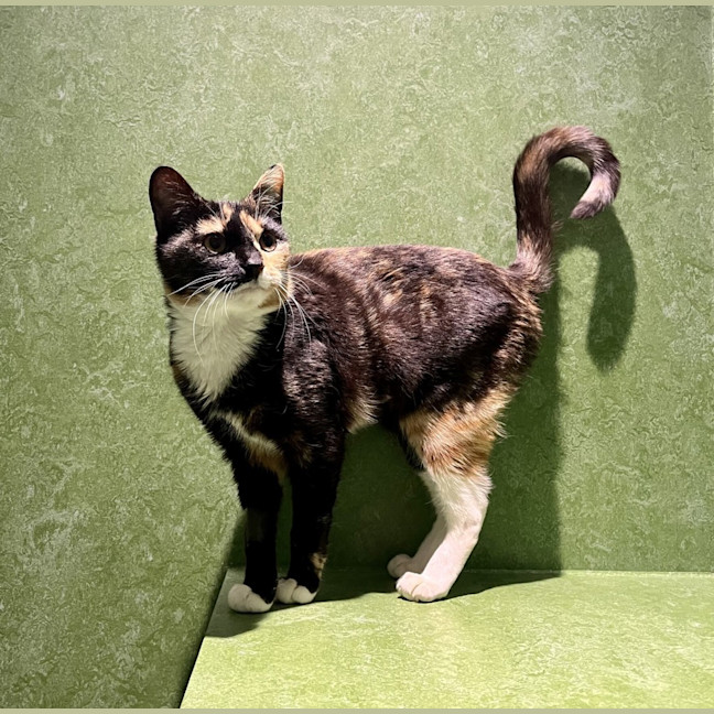 Photo of Treacle