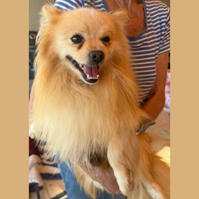 Photo of Toby
