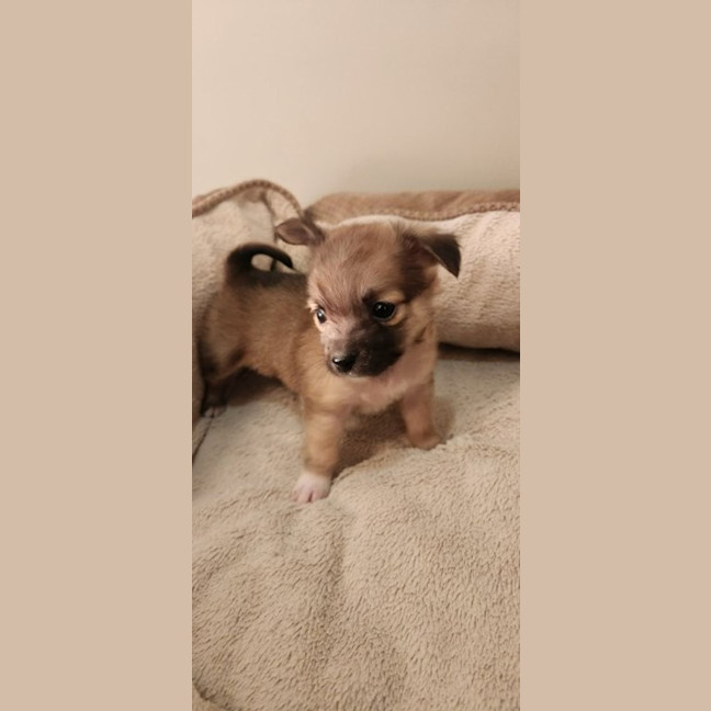 Photo of Mc Kenzie   6 Week Old Maltese X