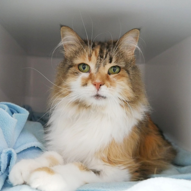 Photo of Cookie Sua013800