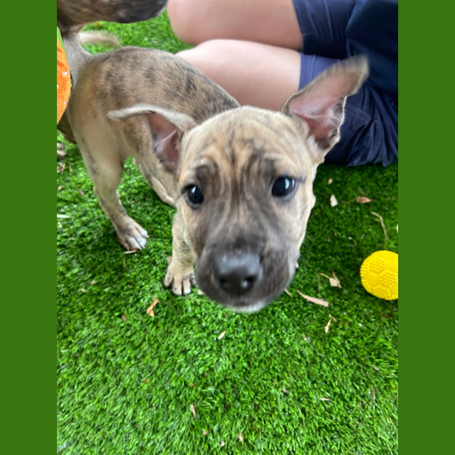 Photo of Buddy