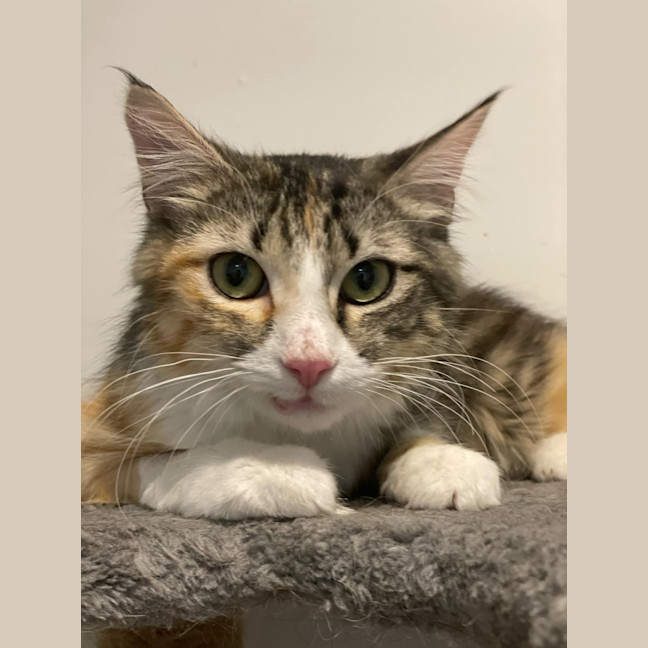 Photo of Abigail **2nd Chance Cat Rescue**