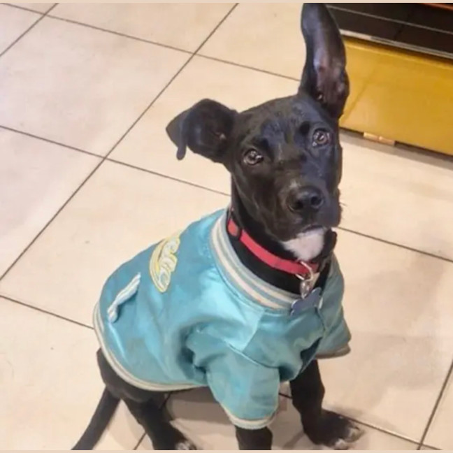 Photo of Cosmo 