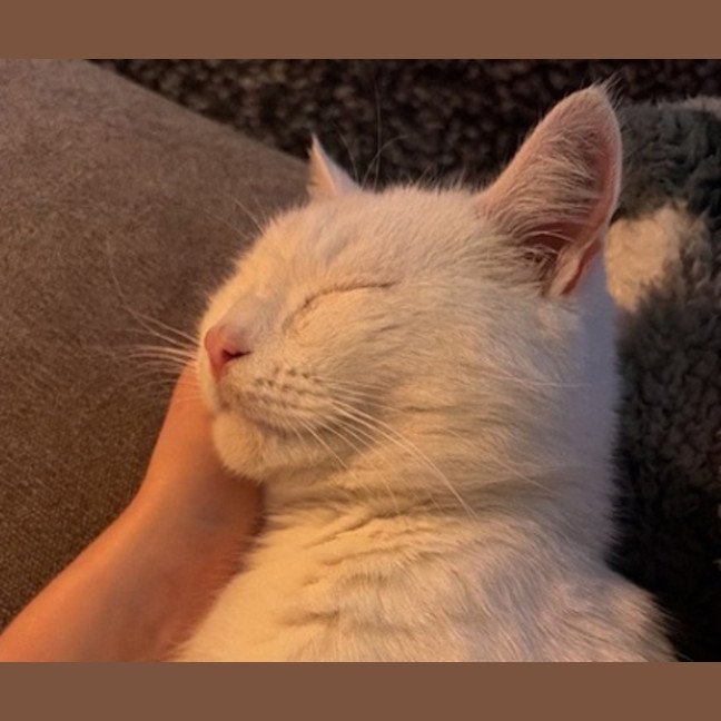 Photo of Stewie