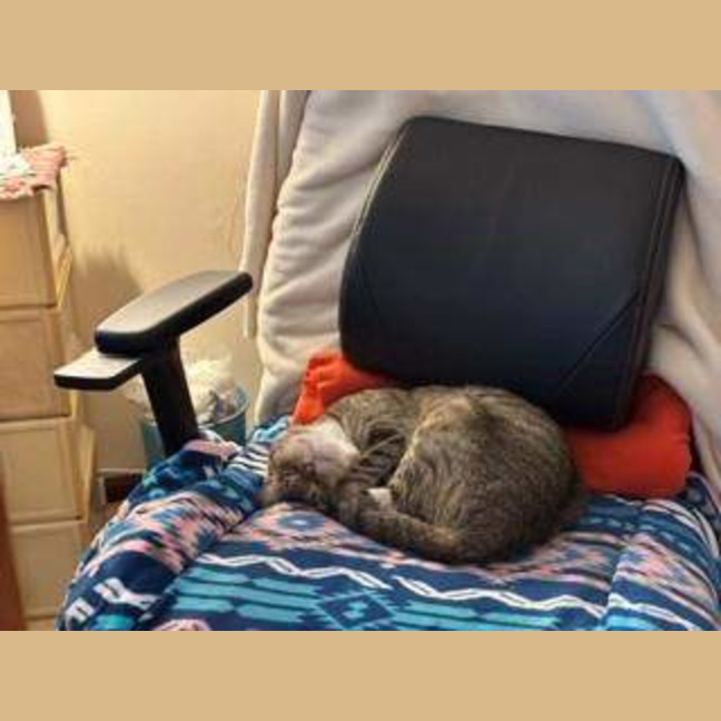 Photo of Lily