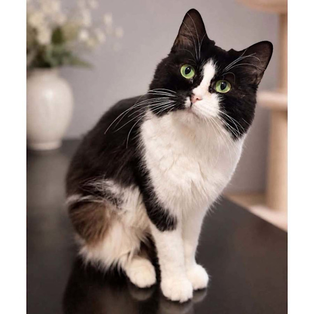 Photo of 14280   Priscilla Purrsley