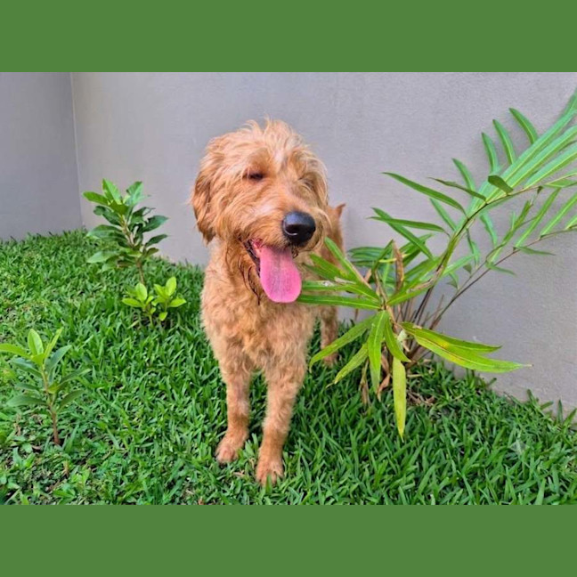 Photo of Tiki