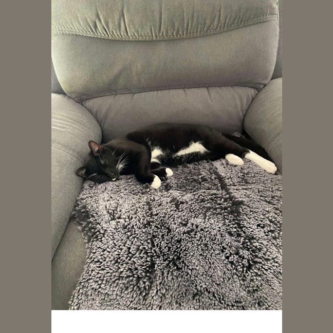 Photo of Binx