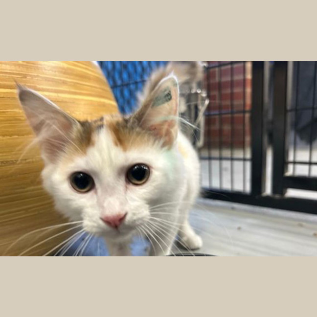 Photo of Marshmallow