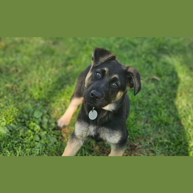 Photo of Luna