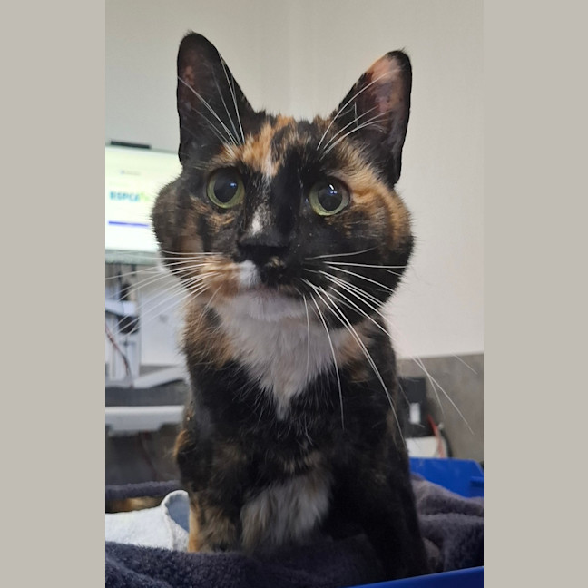 Photo of Mabel