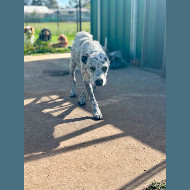 Photo of Scruffy