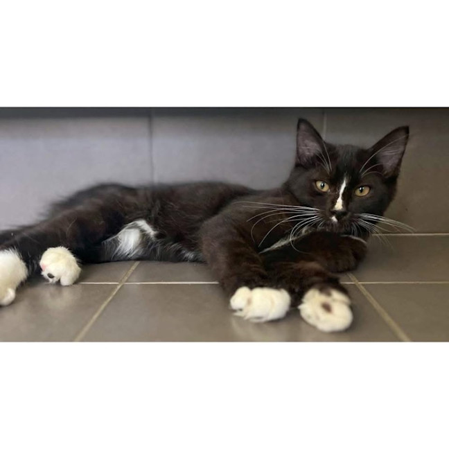 Photo of 11937   Scotty