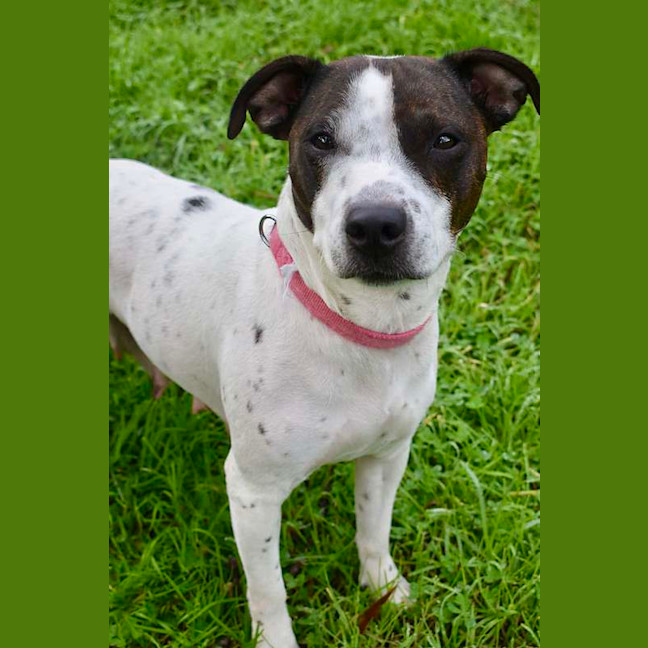 Photo of Gypsy