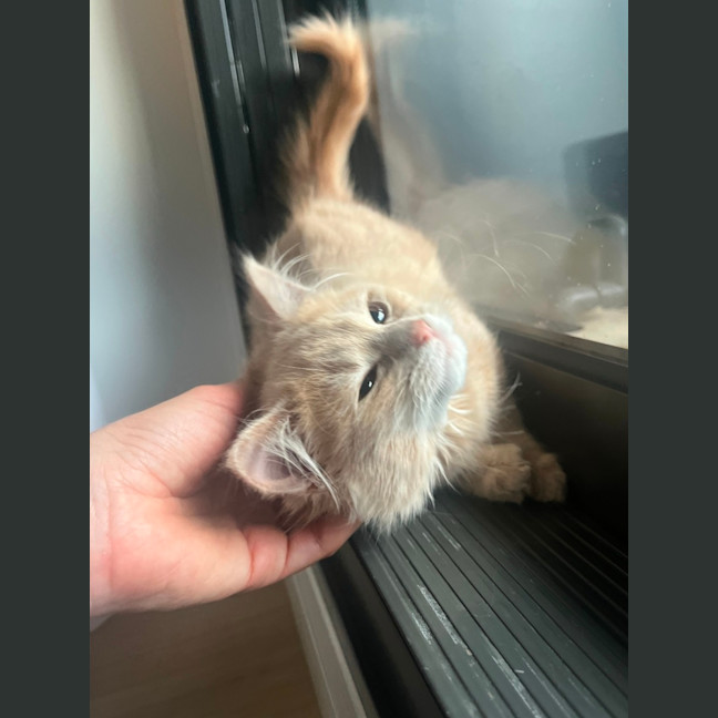 Photo of Cleo   Located In Kensington