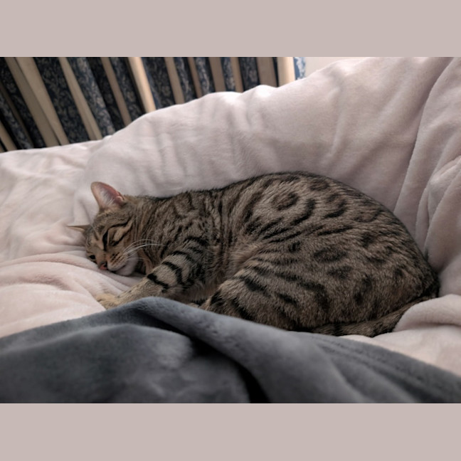 Photo of Leo